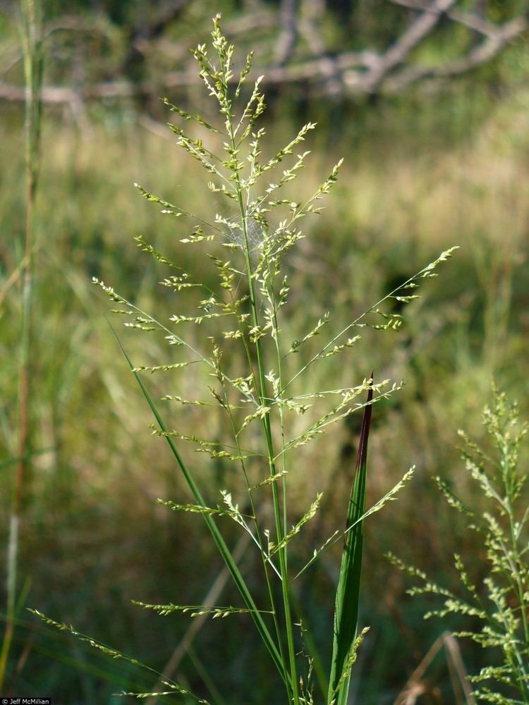 Panicum anceps Plants Profile for Panicum anceps beaked panicgrass