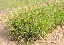 Panicum anceps httpsuploadwikimediaorgwikipediacommonsthu