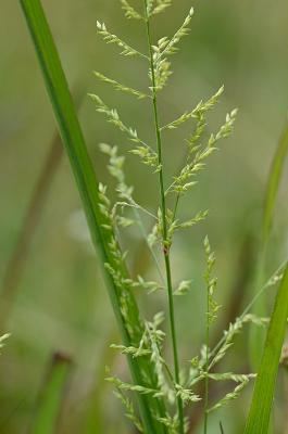 Panicum anceps Digital Atlas of the Virginia Flora Coleataenia anceps Michx