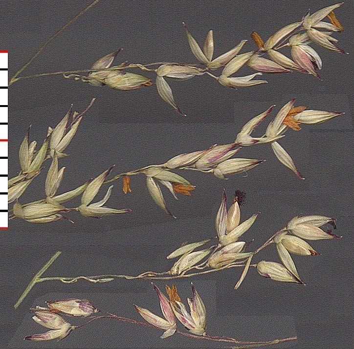 Panicum anceps Panicum anceps Michx