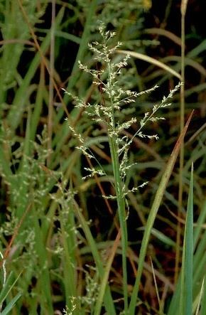 Panicum anceps anceps Beaked Panic Grass