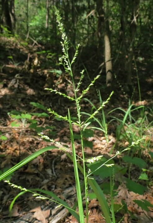 Panicum anceps Coleataenia anceps ssp ancepsaka Panicum anceps