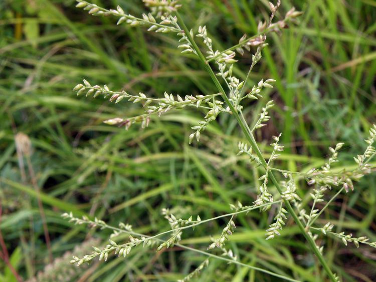 Panicum anceps Panicum anceps Poaceae image 105973 at PhytoImagessiuedu