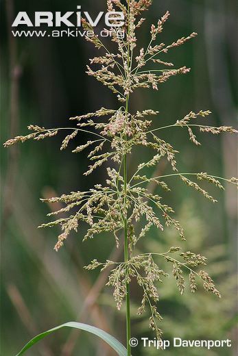 Panicum antidotale Blue panicgrass videos photos and facts Panicum antidotale ARKive