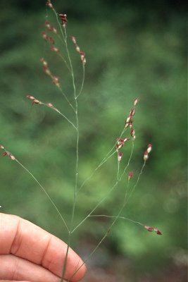 Panicum dichotomiflorum Online Virtual Flora of Wisconsin Panicum dichotomiflorum