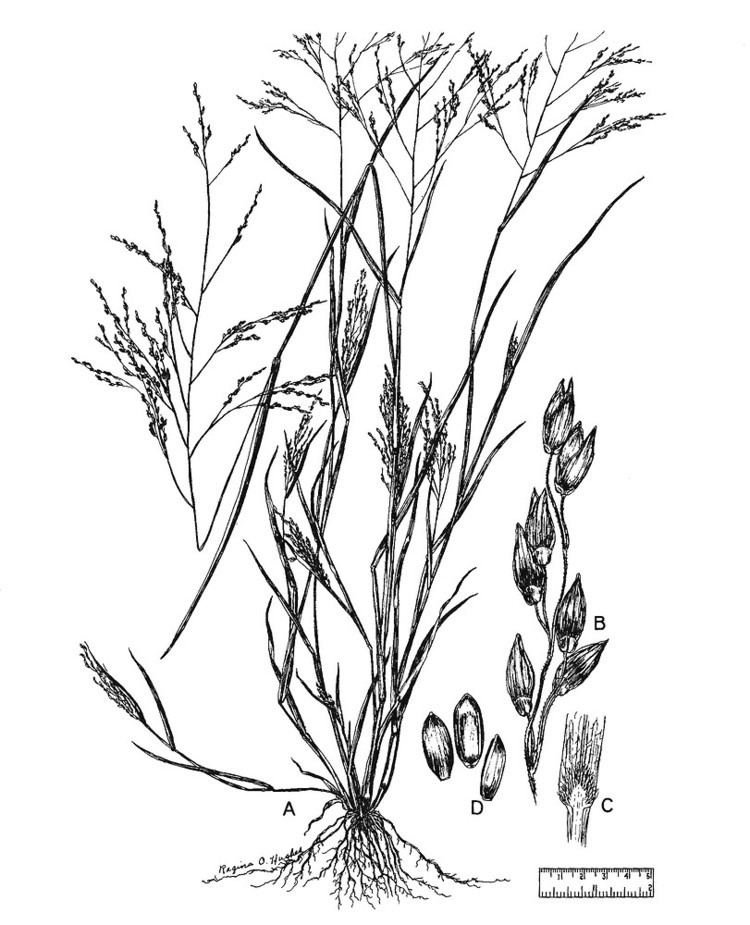 Panicum dichotomiflorum Panicum dichotomiflorum fall panicgrass Go Botany