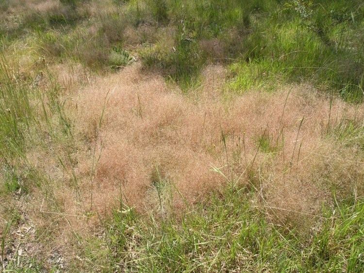 Panicum effusum Panicum effusum Hairy Panic Grass at Australian National