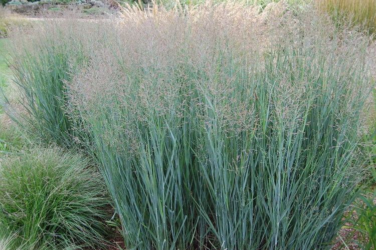 Panicum virgatum Panicum virgatum 39Heavy Metal39 landscape architect39s pages