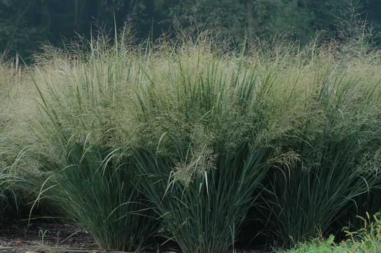 Panicum virgatum Panicum virgatum Auntie Dogma39s Garden Spot