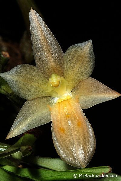 Panisea wwworchidspeciescomorphotdirpaniseauniflorajpg
