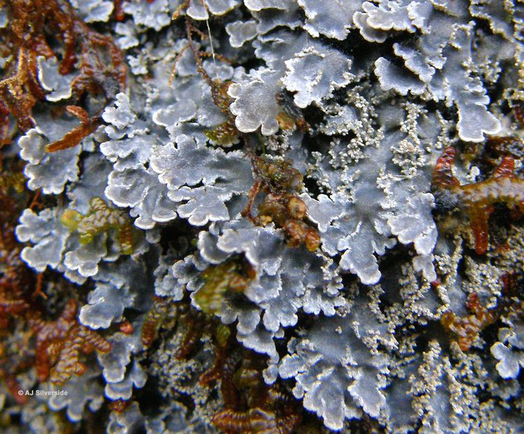 Pannaria Pannaria conoplea images of British lichens
