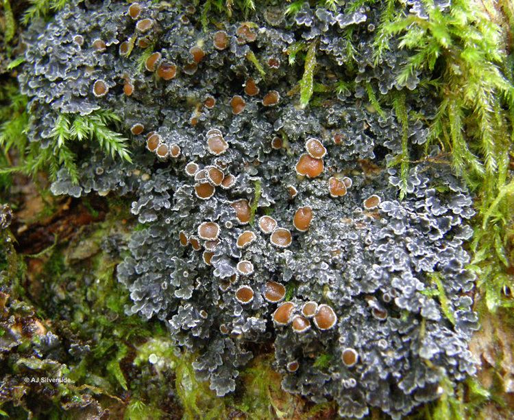 Pannaria Pannaria rubiginosa images of British lichens