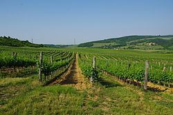 Pannon wine region httpsuploadwikimediaorgwikipediacommonsthu