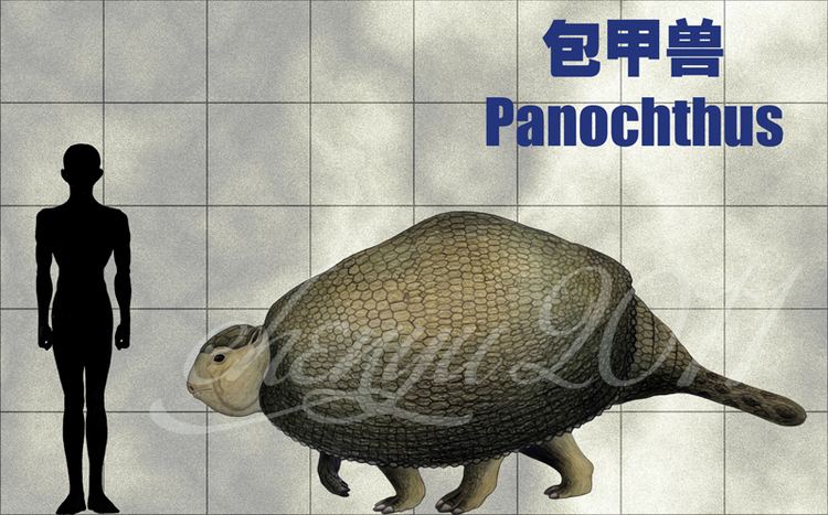 Panochthus Panochthus by sinammonite on DeviantArt