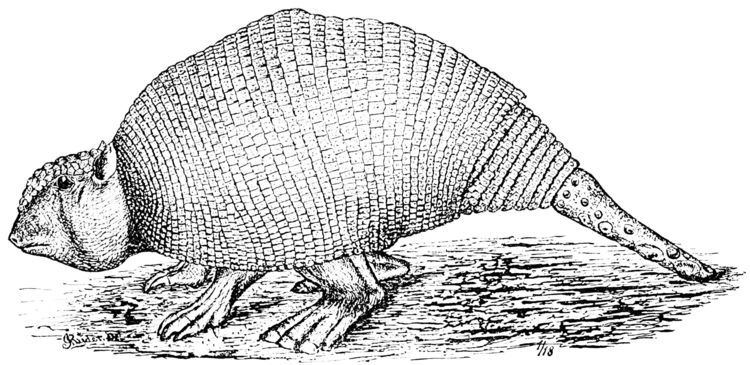Panochthus FilePSM V13 D154 Panochthus tuberculatusjpg Wikimedia Commons