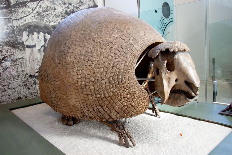 Panochthus Panochthus frenzelianus quotall humpedquot Pleistocene Flickr
