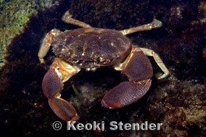 Panopeus herbstii Atlantic or Common Mud Crab Panopeus herbstii