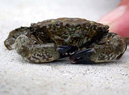 Panopeus herbstii Atlantic Mud Crab