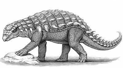 Panoplosaurus The Dino Directory Panoplosaurus Natural History Museum