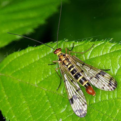 Panorpidae Scorpionflies Panorpidae Mecoptera Female Insects Larvae Europe