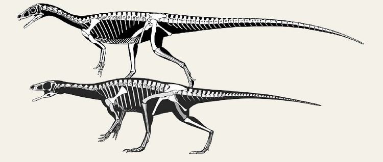 Panphagia Panphagia Pictures amp Facts The Dinosaur Database