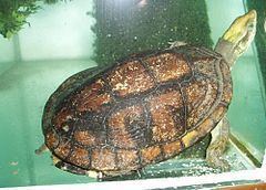 Pan's box turtle httpsuploadwikimediaorgwikipediacommonsthu