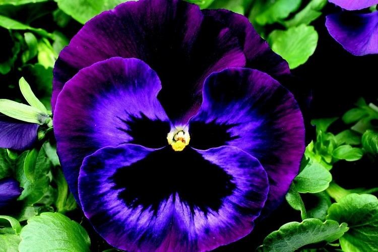 Pansy Colossus Pansy