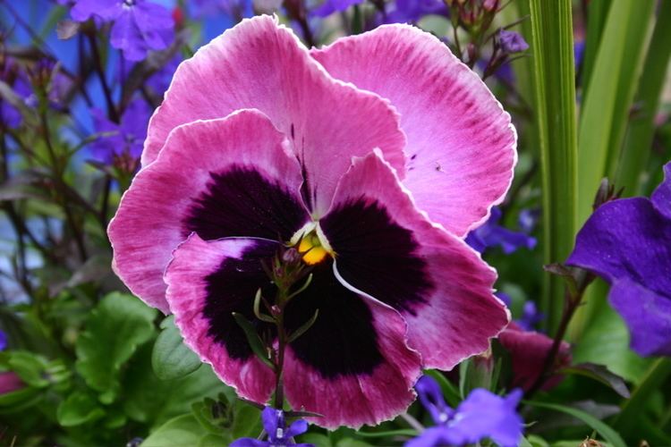 Pansy pansy word histories