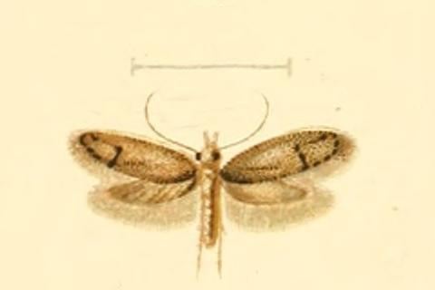 Pantacordis scotinella