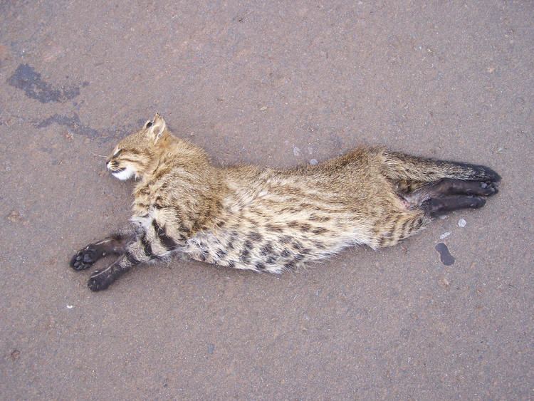 Pantanal cat PANTANAL CAT Lynchailurus braccatus FAUNA PARAGUAY