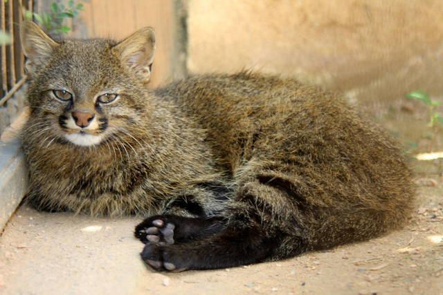 Pantanal cat 2013 Bioparque M39Bopicua ZooChat