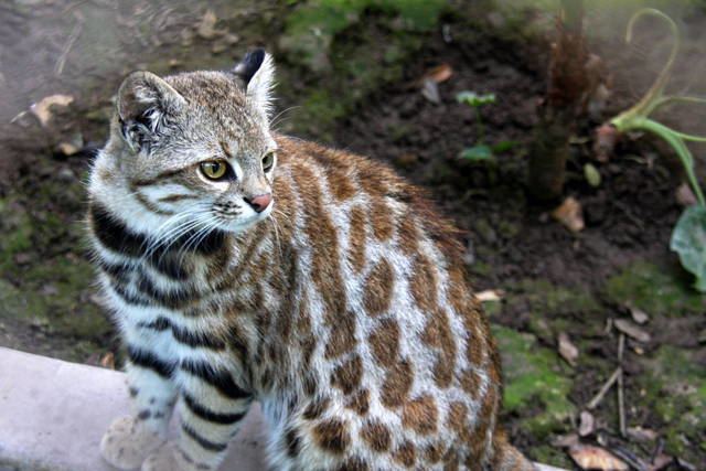 Pantanal cat 1000 images about Mammals Carnivora on Pinterest Giant pandas