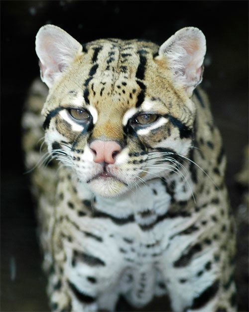 Pantanal cat WILD CATS LYNX Pantanal Cat