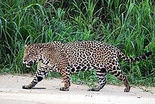 Pantanal jaguar httpsuploadwikimediaorgwikipediacommonsthu
