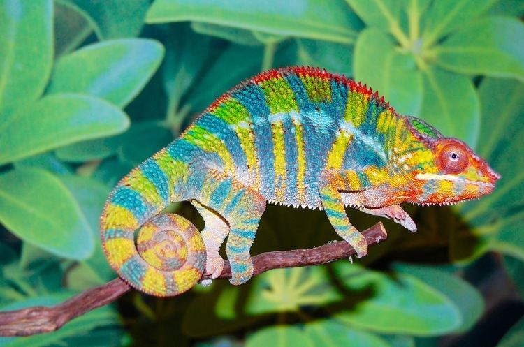 Panther Chameleon Alchetron The Free Social Encyclopedia,Fall Flowers