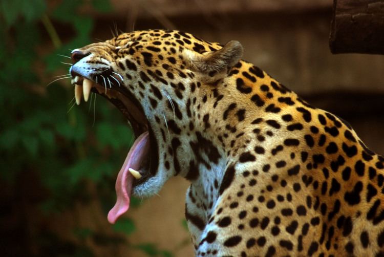 Panthera Jaguar Wikipedia