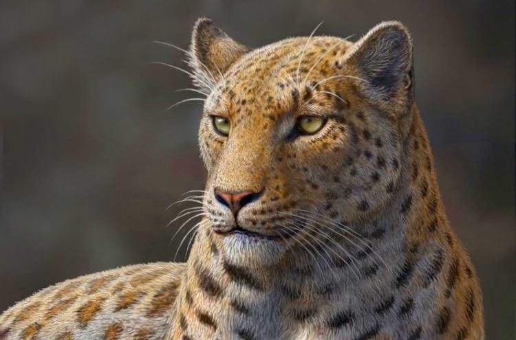 Panthera Panthera blytheae Oldest Big Cat Fossil Found in Tibet