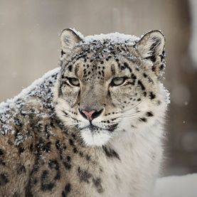 Panthera blytheae Panthera blytheae resembles a modern snow leopard Fossils