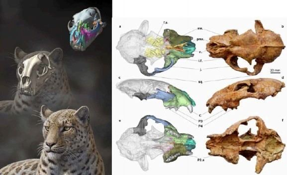 Panthera blytheae Panthera Blytheae Oldest Fossil of Big Cat Species Discovered in