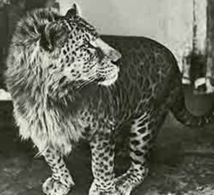 Panthera hybrid