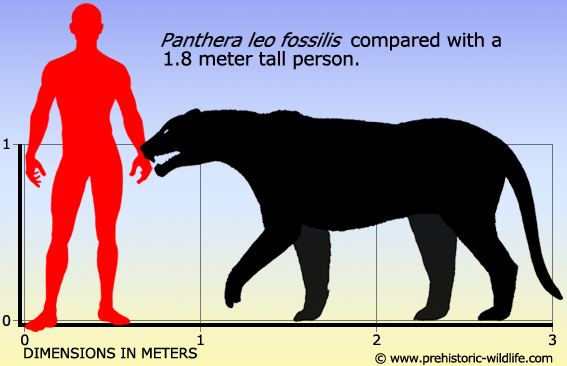 Panthera leo fossilis Panthera leo fossilis