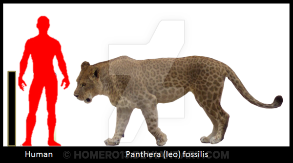 Panthera leo fossilis Panthera leo fossilis by Homero13 on DeviantArt