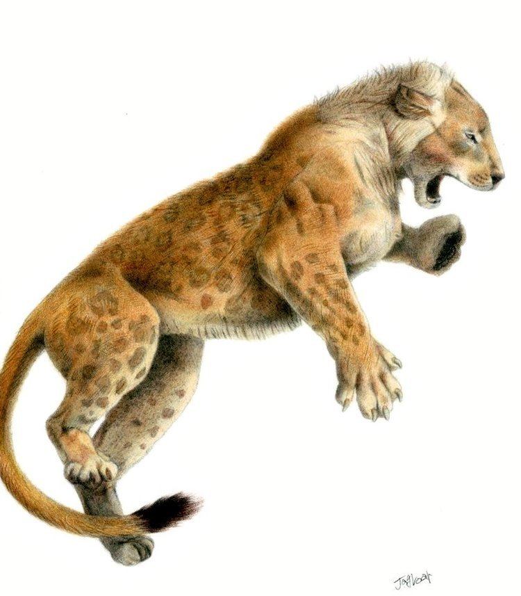 Panthera leo fossilis Panthera leo fossilis Mosbach cave lion by Jagroardeviantart