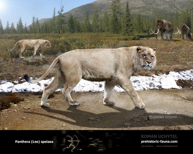 Panthera leo spelaea 1000 ideas about Panthera Leo Spelaea on Pinterest Prehistoric