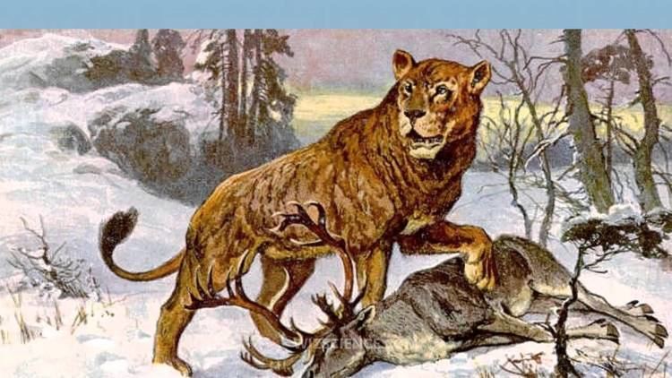 Panthera leo spelaea Panthera leo spelaea Video Learning WizSciencecom YouTube