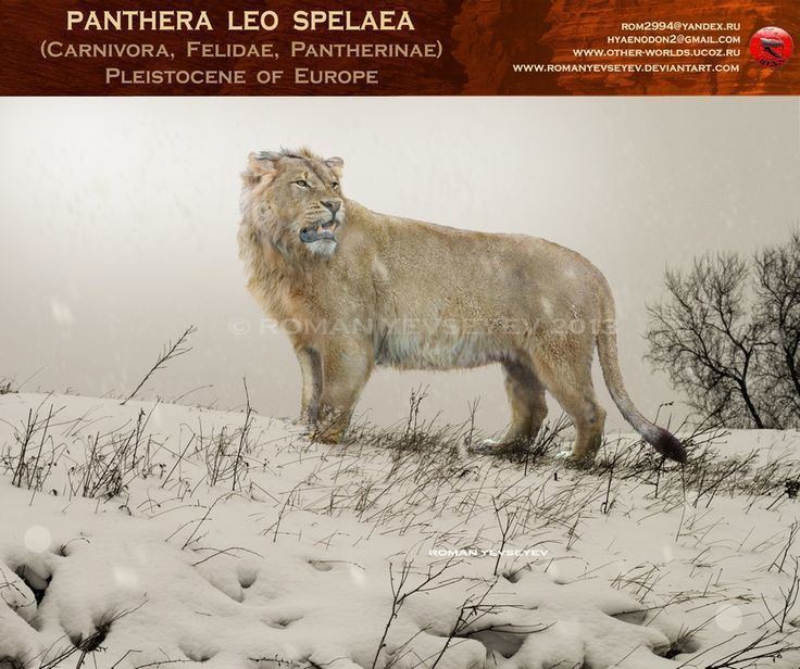 Panthera leo spelaea 1000 ideas about Panthera Leo Spelaea on Pinterest Prehistoric