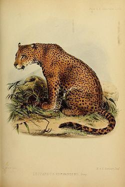 Panthera onca hernandesii httpsuploadwikimediaorgwikipediacommonsthu