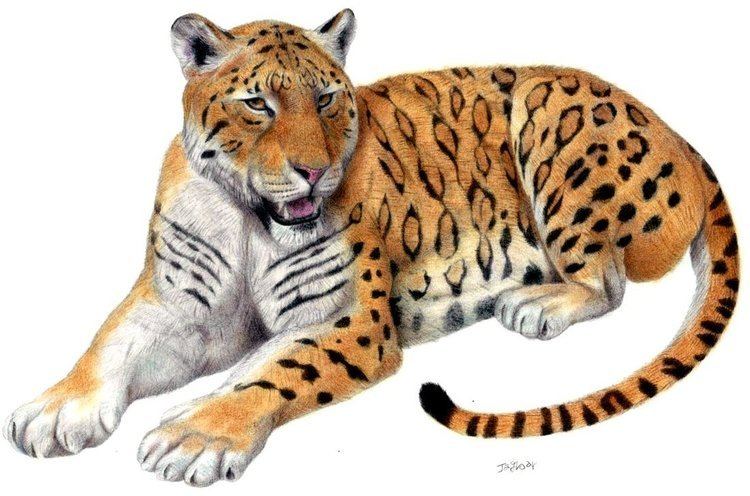 Panthera zdanskyi Panthera zdanskyi 39Longdan tiger39 by Jagroar on DeviantArt
