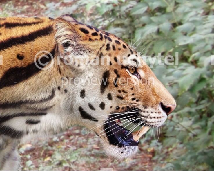 Panthera zdanskyi tiger Panthera zdanskyi