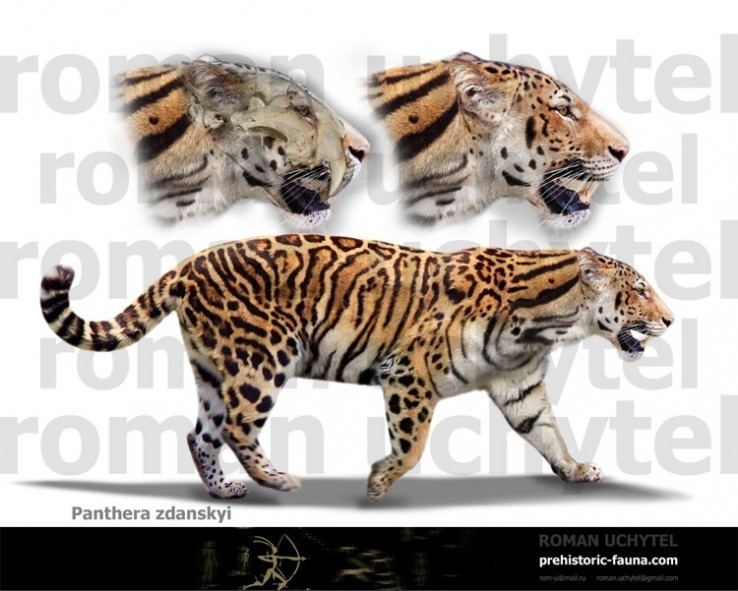 Panthera zdanskyi tiger Panthera zdanskyi